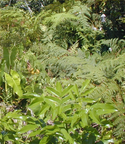 samambaias 1 side